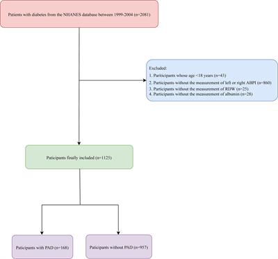 Association between red cell distribution width–and–albumin ratio and the risk of peripheral artery disease in patients with diabetes